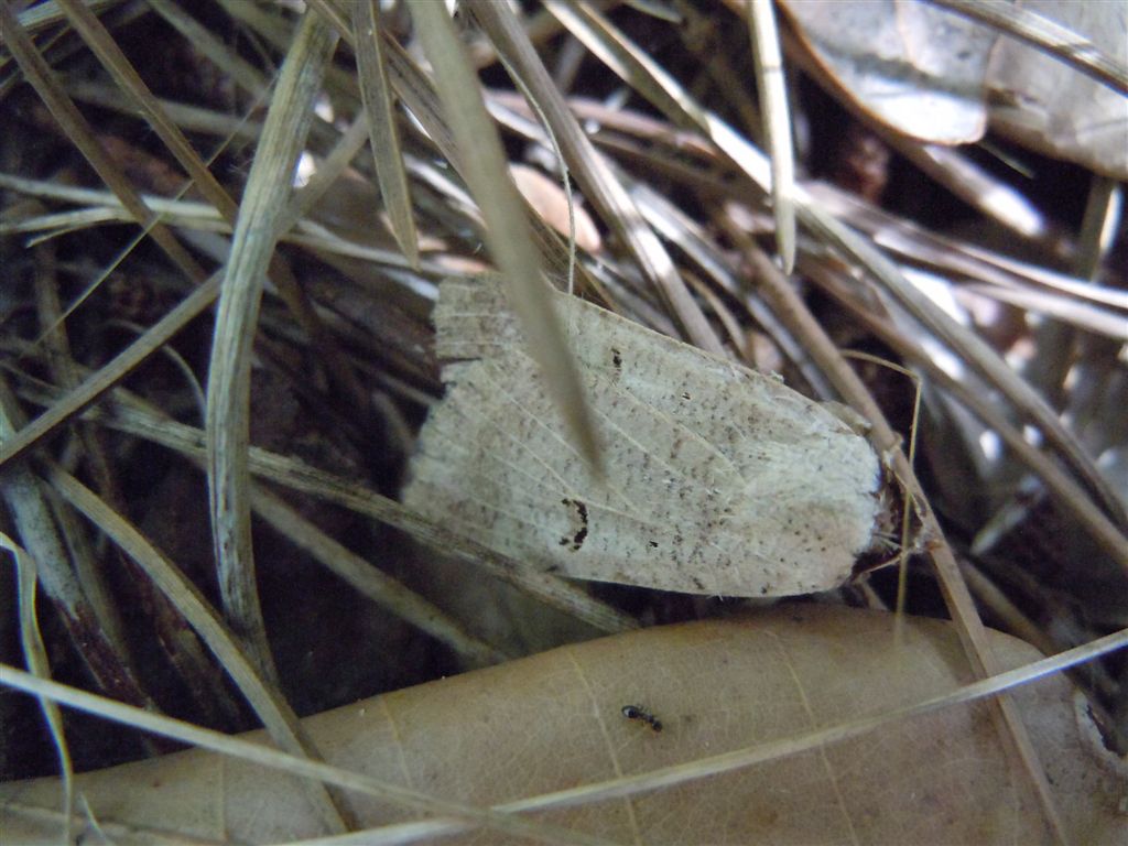 Lygephila craccae??